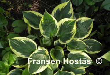 Hosta Twilight