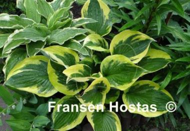 Hosta Twilight