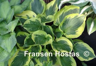 Hosta Twilight