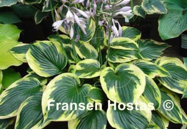 Hosta Twilight