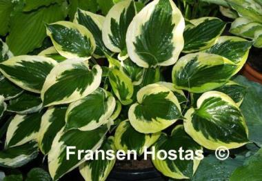 Hosta Twilight