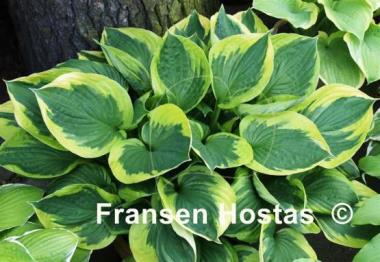 Hosta Twilight
