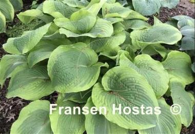 Hosta Twin Cities