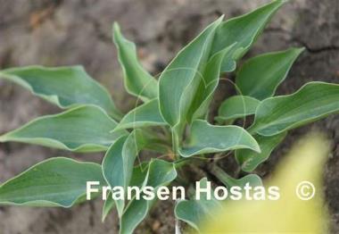 Hosta Twinkle Little Star