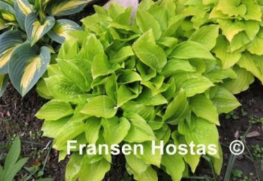 Hosta Twinkle Toes