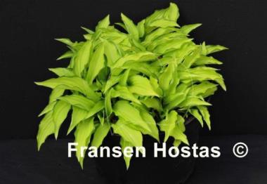 Hosta Twist of Lime