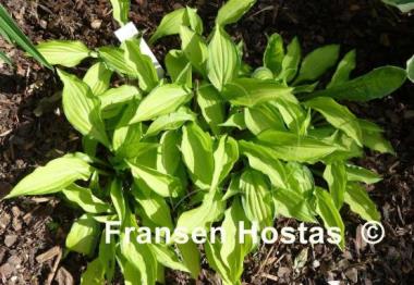 Hosta Twist of Lime