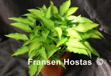Hosta Twist of Lime