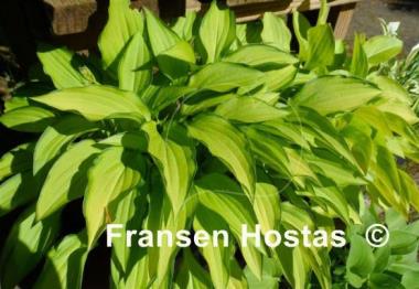 Hosta Twist of Lime
