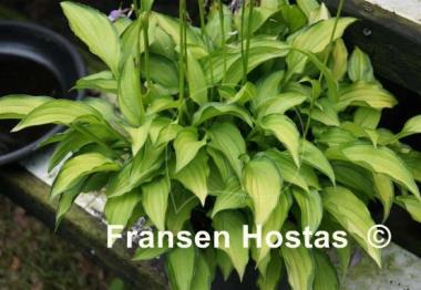 Hosta Twist of Lime