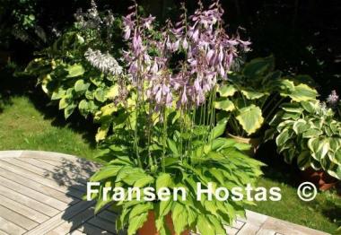 Hosta Twist of Lime