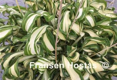 Hosta Twisted Spearmint