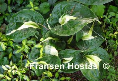 Hosta Twister