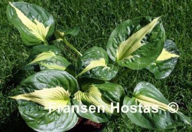Hosta Twister