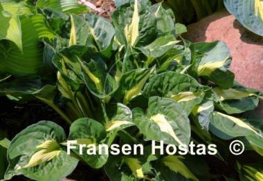 Hosta Twister