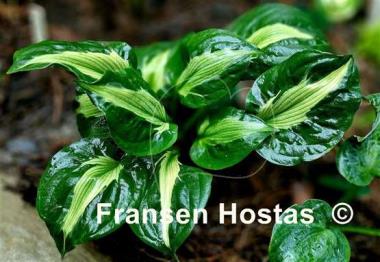 Hosta Twister