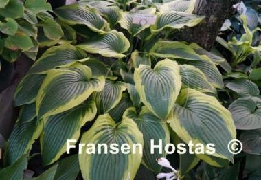 Hosta Tyler's Treasure