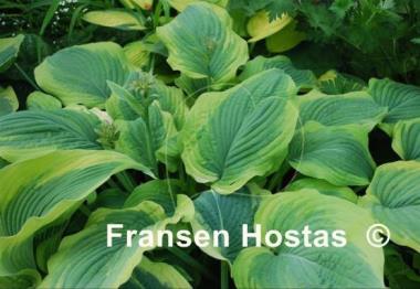 Hosta Tyler's Treasure