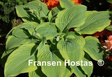 Hosta Tyler's Treasure