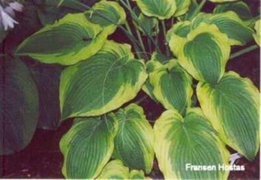 Hosta Tyler's Treasure