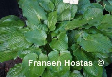 Hosta takahashii 'Gosan'