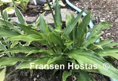 Hosta tardiva 'Gosan'