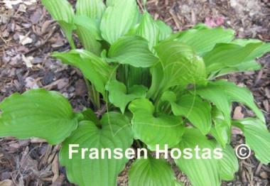 Hosta tardiva