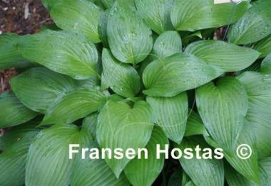 Hosta tardiva