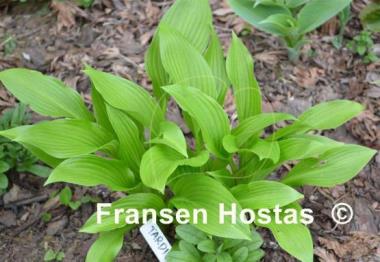 Hosta tardiva