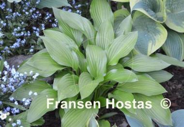 Hosta tardiva