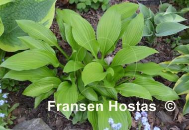 Hosta tardiva