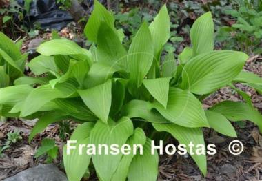 Hosta tardiva