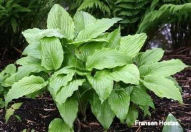 Hosta tibae