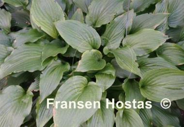 Hosta tibae