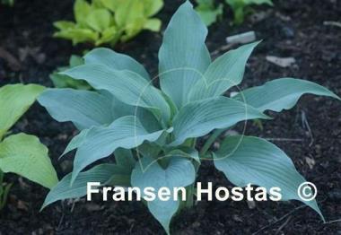 Hosta tidewater
