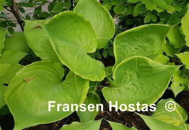 Hosta Ufo
