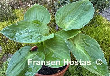 Hosta Undine