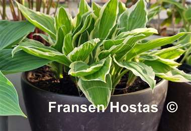 Hosta Undulata Albomarginata
