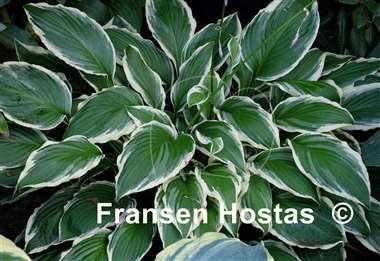 Hosta Undulata Albomarginata