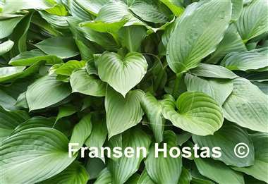 Hosta Undulata Erromena
