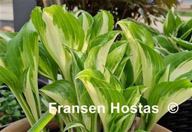 Hosta Undulata Univittata