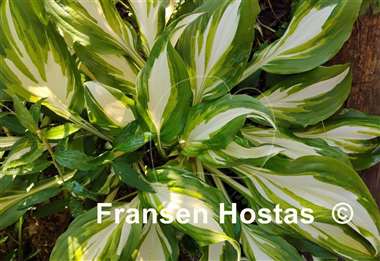 Hosta Undulata Univittata