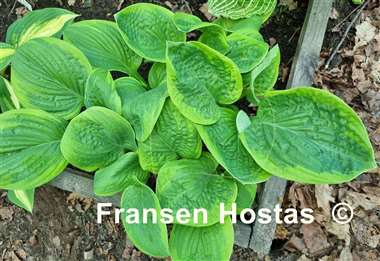 Hosta Unforgettable