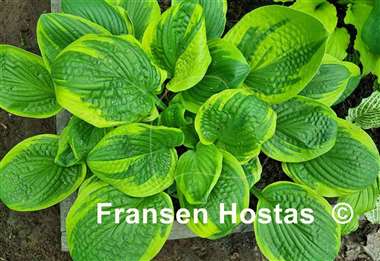 Hosta Unforgettable
