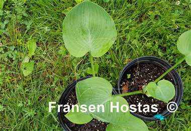 Hosta Uniquely Inconceivable