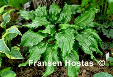 Hosta Unruly Child