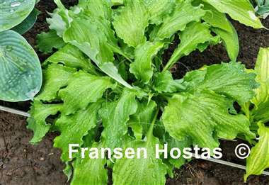 Hosta Unruly Child