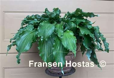 Hosta Unruly Child