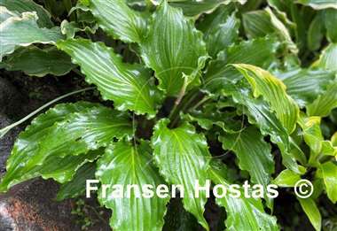 Hosta Unruly Child