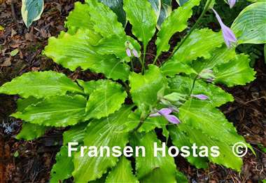 Hosta Unruly Child
